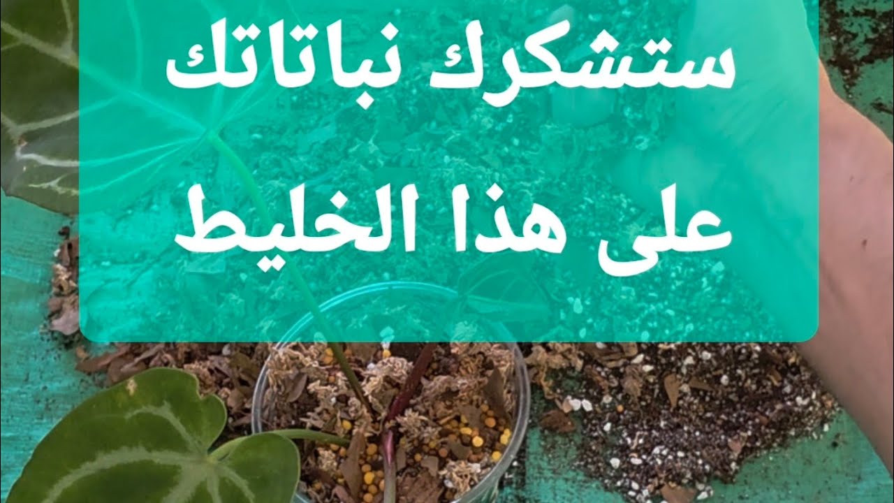 الخليط المثالي لنباتاتكم 🫡ستشكرك نباتاتك اذا استعملت هذه العناصر في خليط تربتك 