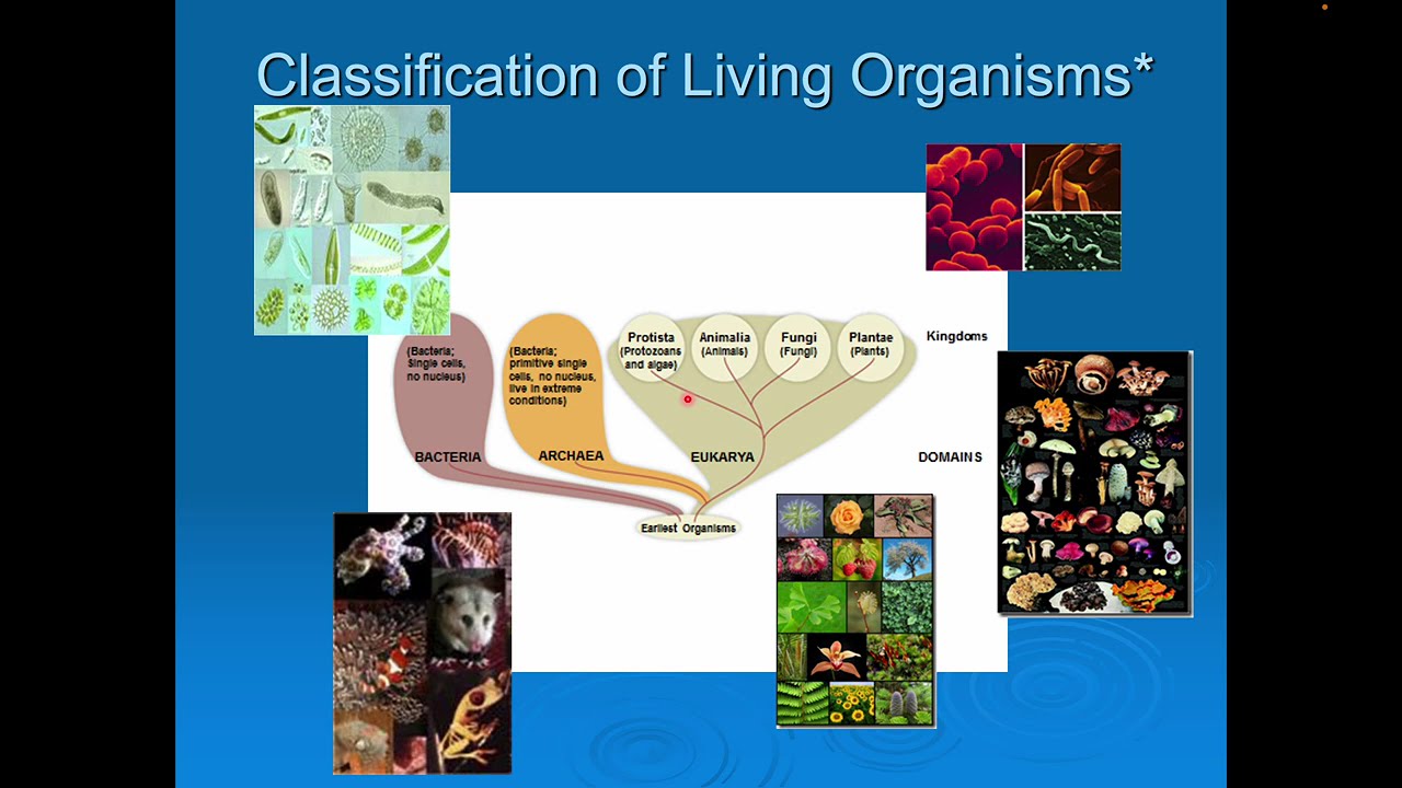 Taxonomy and Levels of Organization