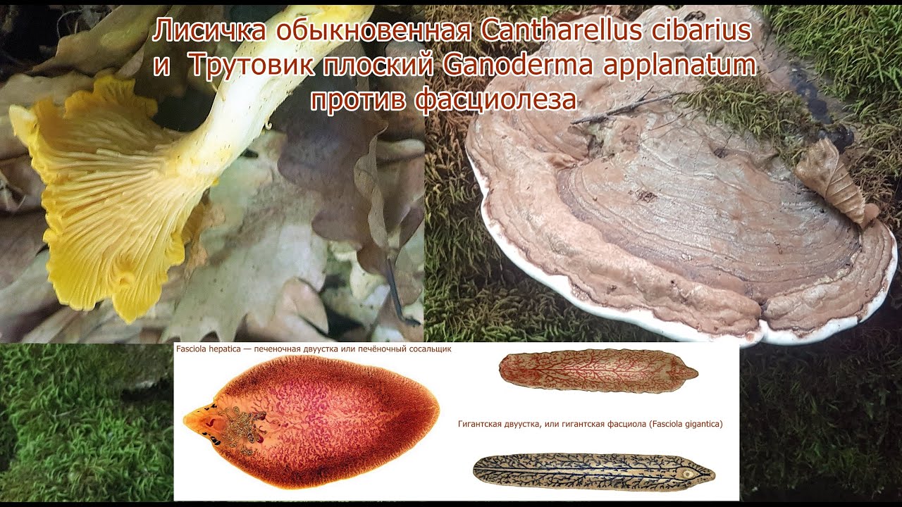 Лисичка обыкновенная Cantharellus cibarius Трутовик плоский Ganoderma applanatum против фасциолеза