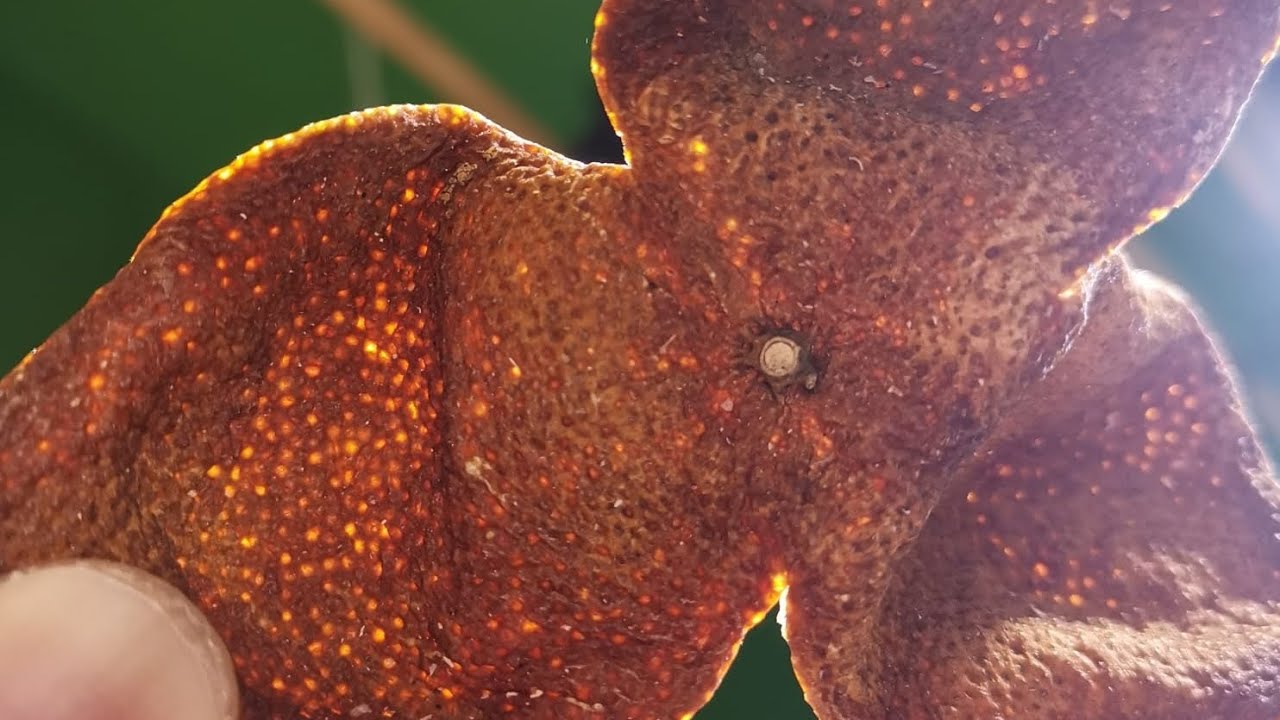 陳皮受潮容易發毛 | 如何處理 | 