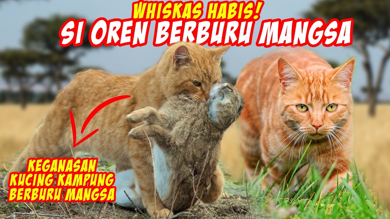 Momen Langka Kucing Oren Barbar Berburu Mangsa yang Terekam Kamera!
