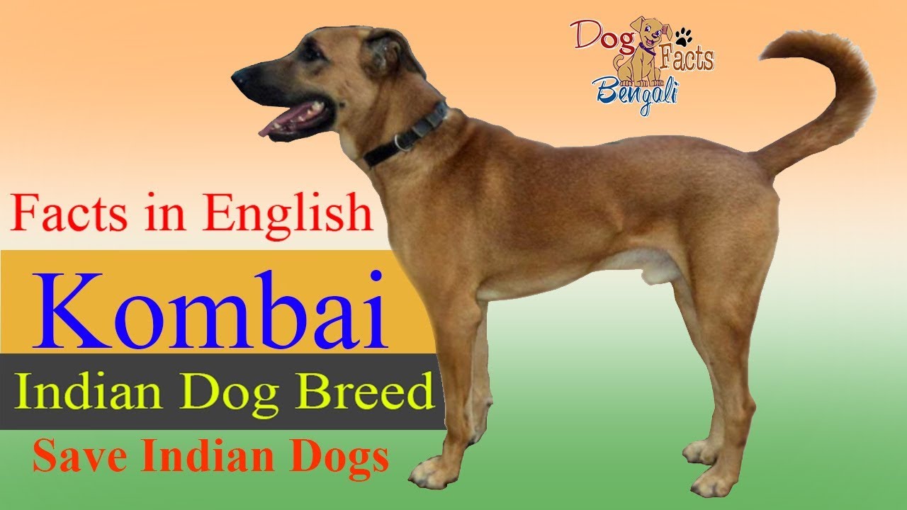 Kombai Dog Facts in English | Dog Facts | Indian Dogs|Dog Facts in English