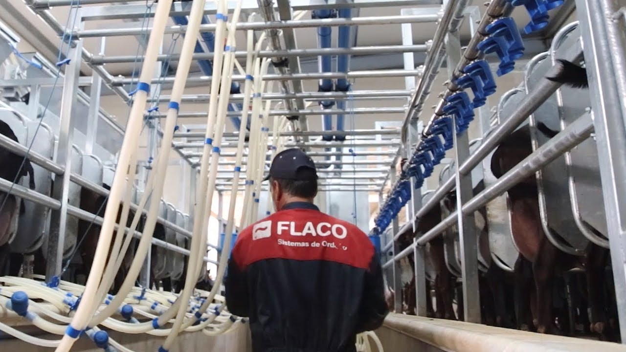 FLACO (Sala de ordeño para cabras en línea alta) 2x16