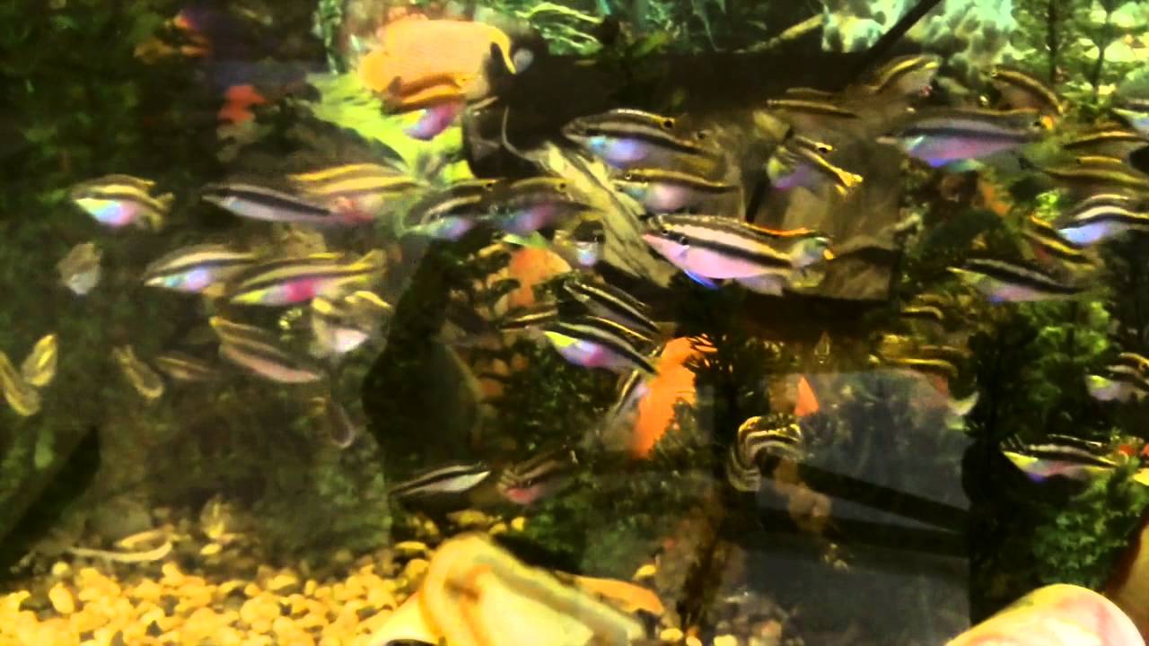 My baby kribensis 2013-2014