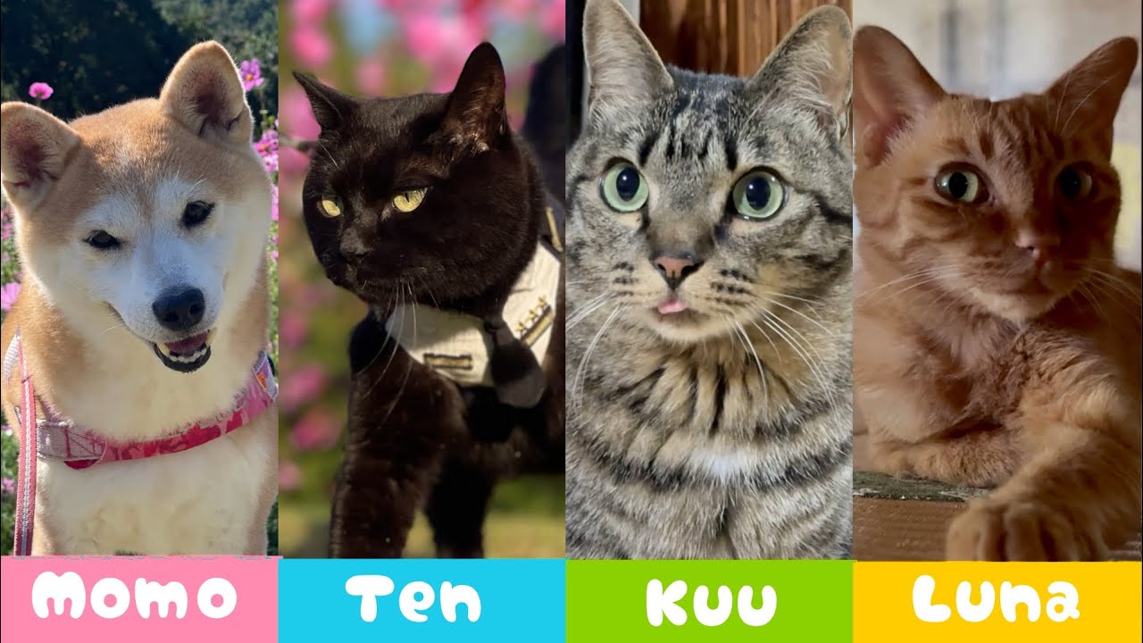 もも、天、空、月を紹介します　Meet the Team — Momo & Her Cats