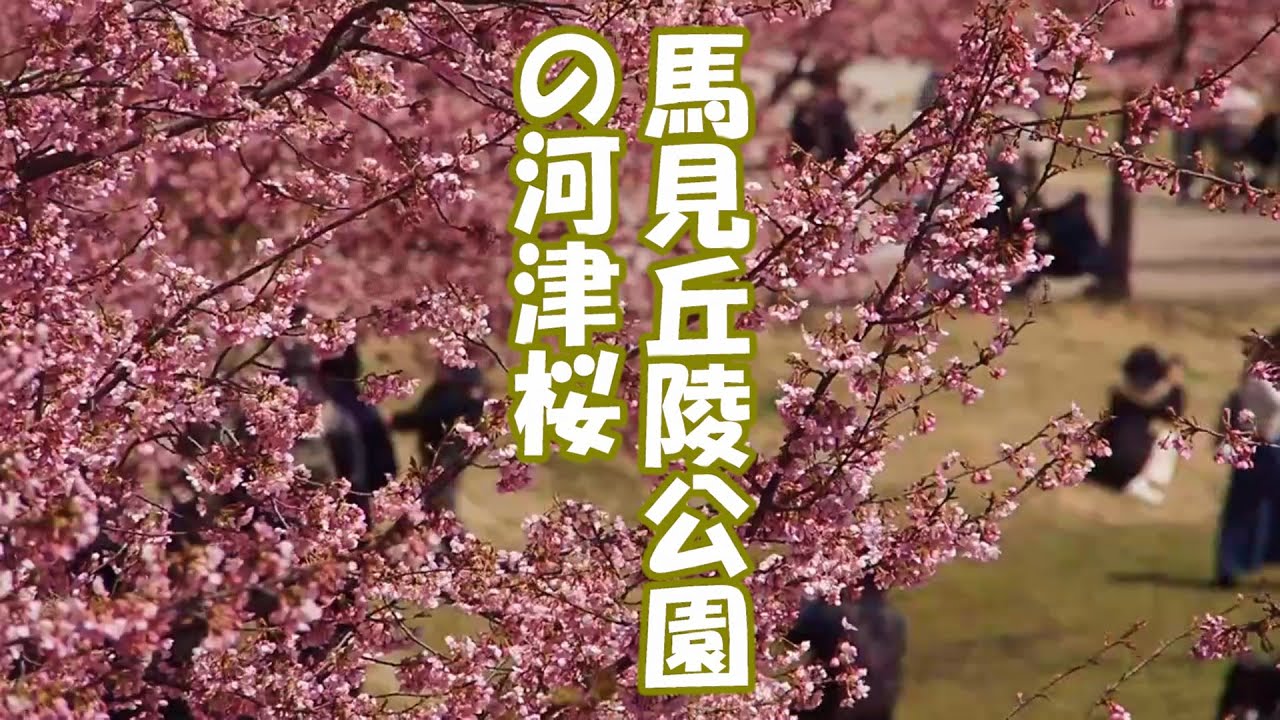 馬見丘陵公園の河津桜