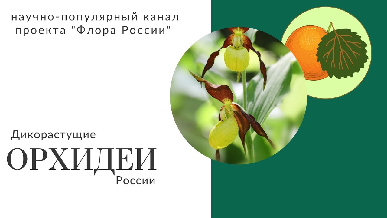 Орхидеи территории России
