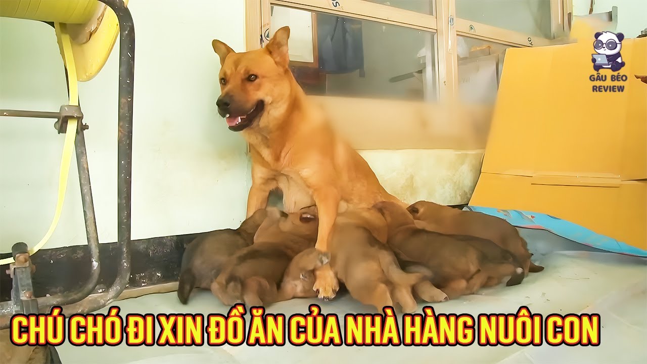 Chú chó vừa mới sinh đã phải đi xin đồ ăn của các nhà hàng để nuôi đàn con