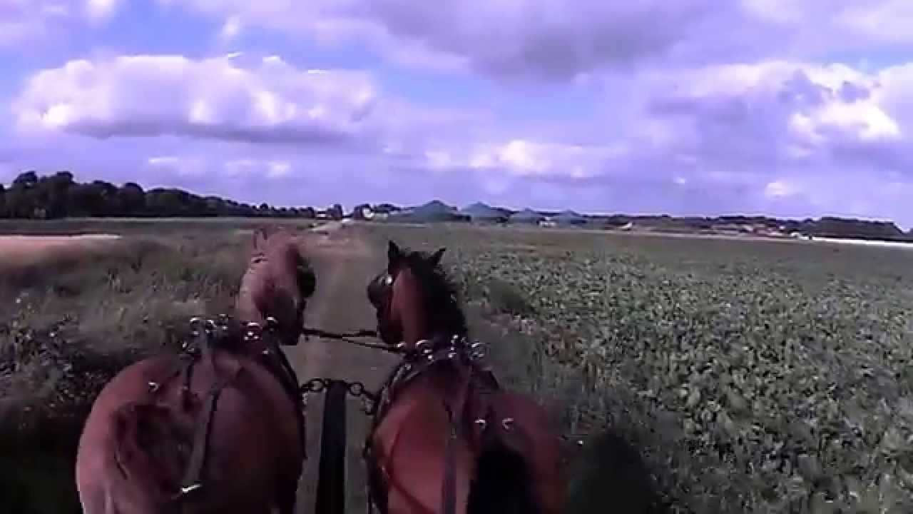 Aylas erste Kutschfahrt