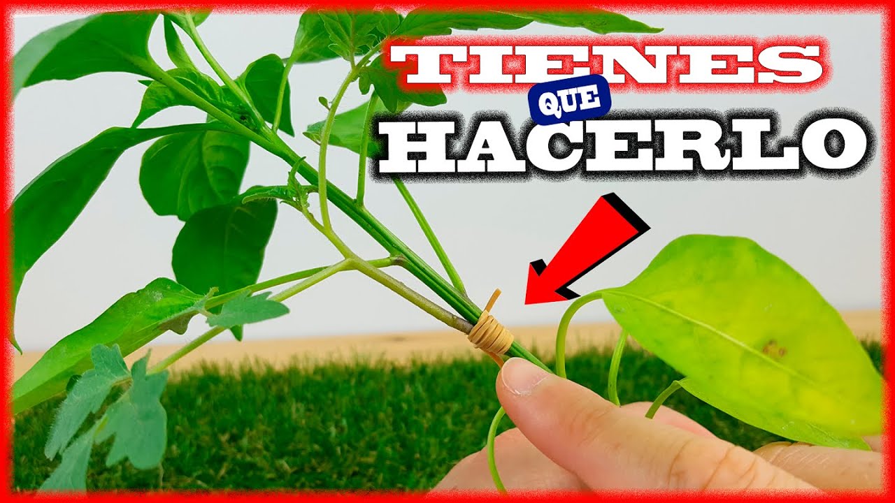 Este nudo hará MAGIA en tus plantas (PIMIENTOMATE) - El injerto más fácil