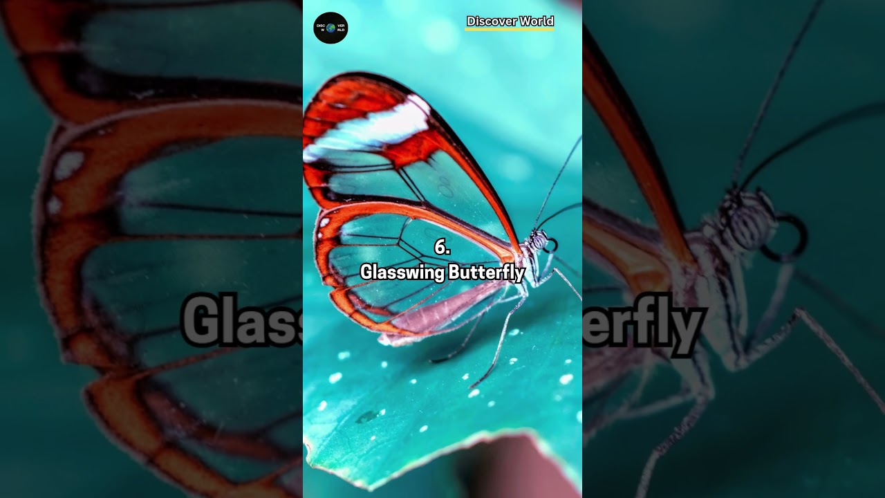 Top 10 Transparent Animals that nearly invisible. #shorts