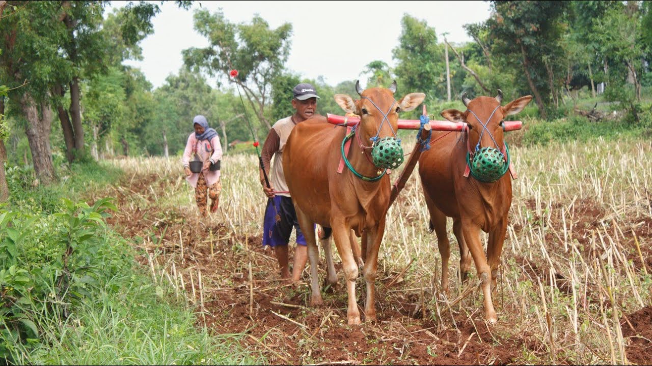 Membajak ladang dengan sapi , !! petani bajak sawah dengan sapi