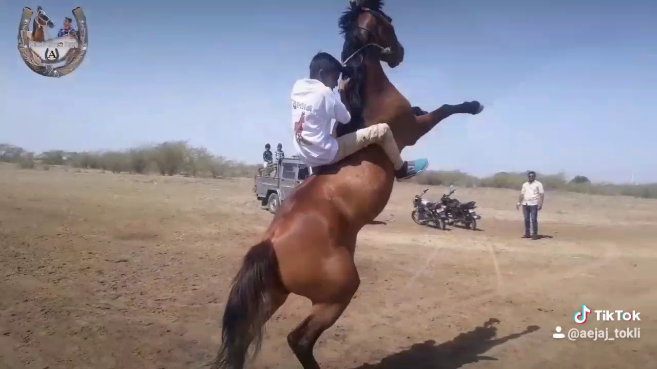 🏇 Sultan King of Gujarat 🏇