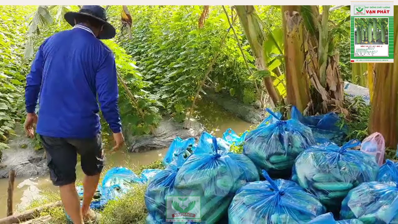 Ruộng dưa leo KING 18  -Siêu năng suất-Thu hoạch rộ[ 1cử đạt 500-600kg/1000m2 ] ở Chợ Mới, An Giang