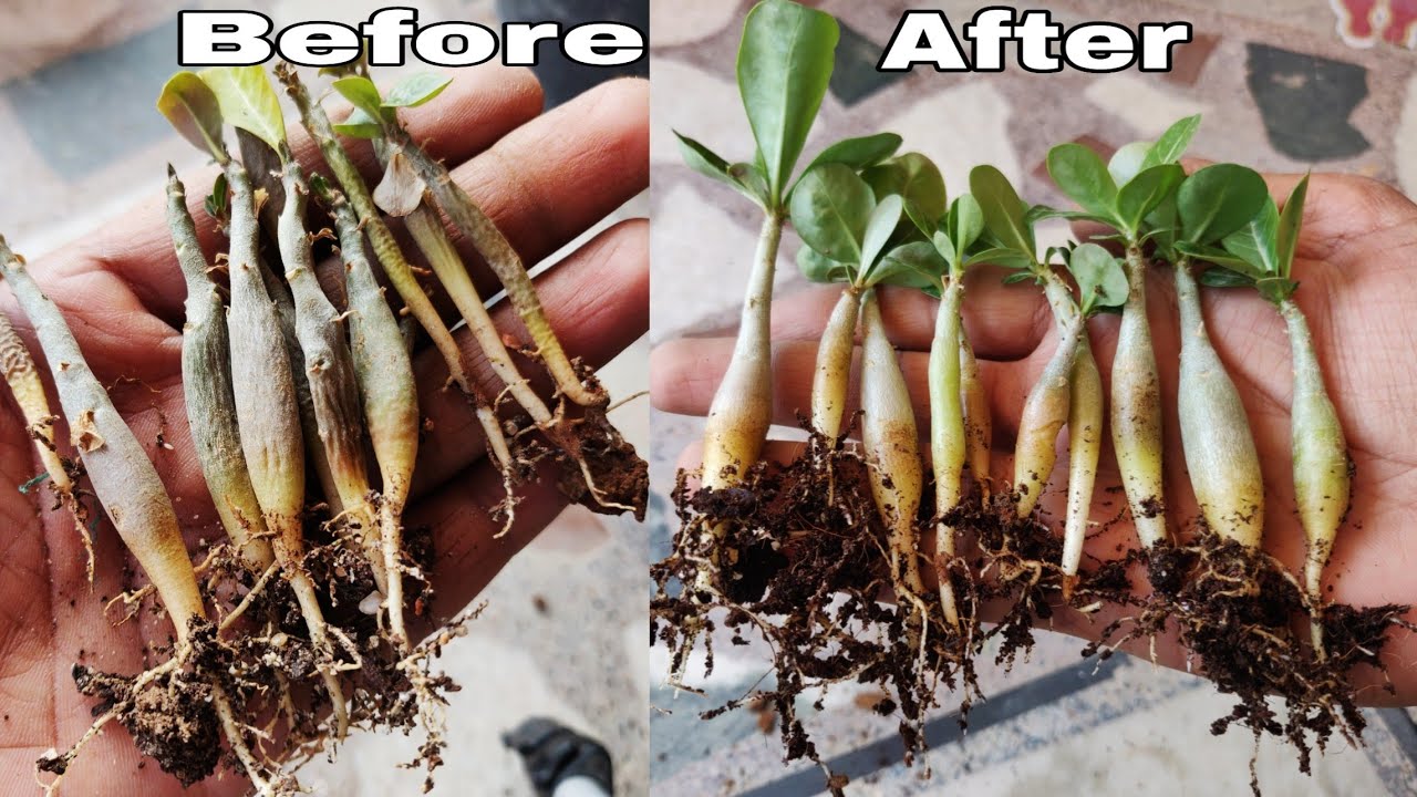 How to save Adenium seedling, Adenium seedling care