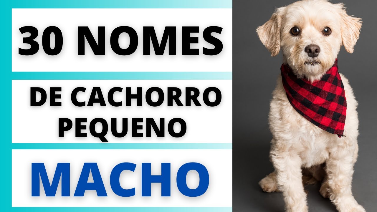 Nomes para cachorro masculino pequeno