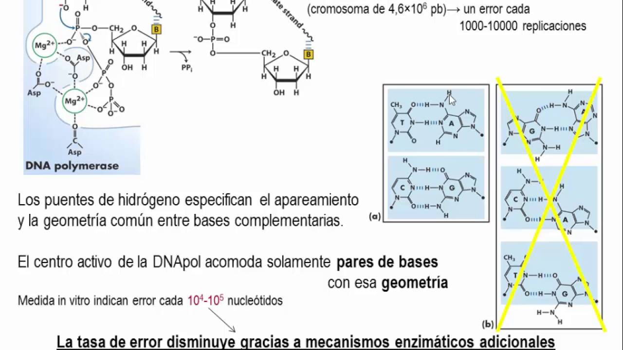 Tema 5.3 Replicación. S2 DNA polimerasa (umh1163)