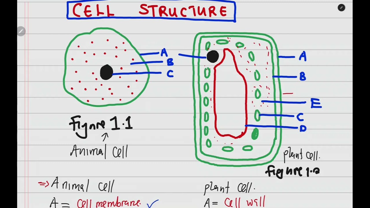 BIOLOGY -CELL STRUCTURE