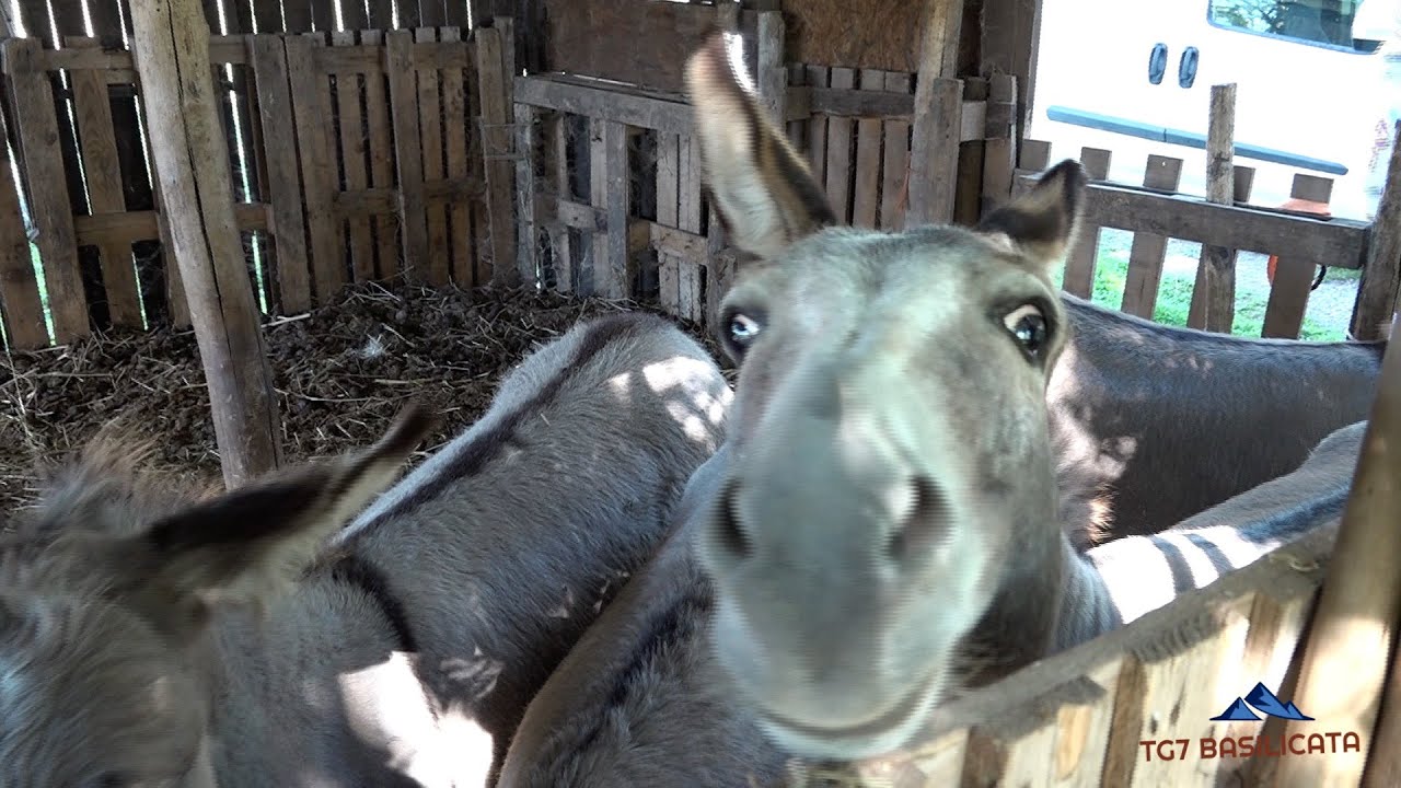 TG7 Basilicata Atella. Agriturismo Rupe Delle Sorbe, Buon cibo cordialità e tanti bellissimi animali