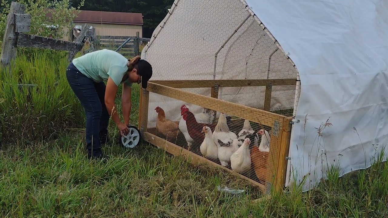 Chicken Butchering Day 