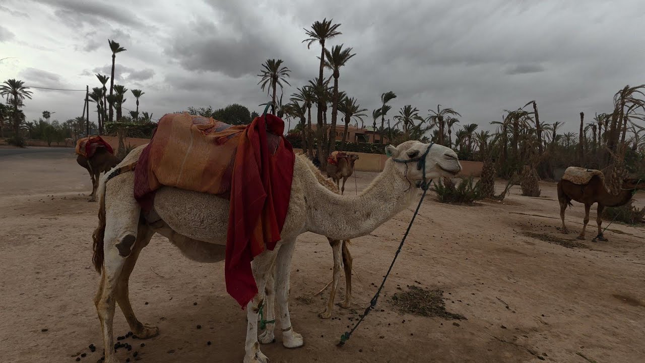 🇲🇦 Marrakech insiders side car tour