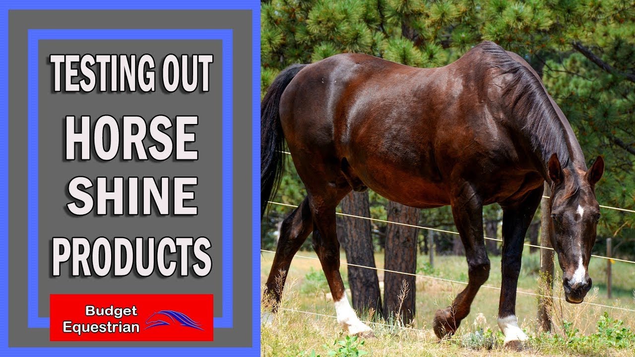 Trying To Find The Best Horse Body Shine Spray - Product Review