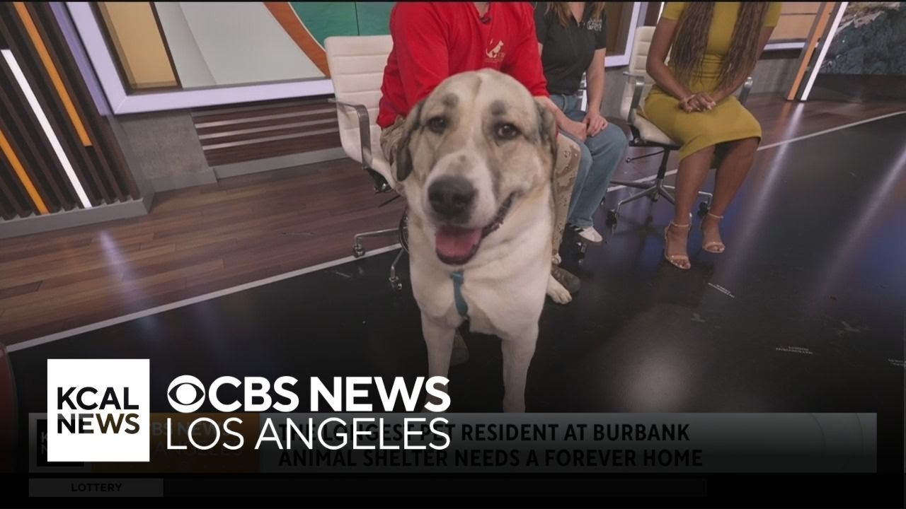 The longest pet resident at Burbank Animal Shelter needs a forever home