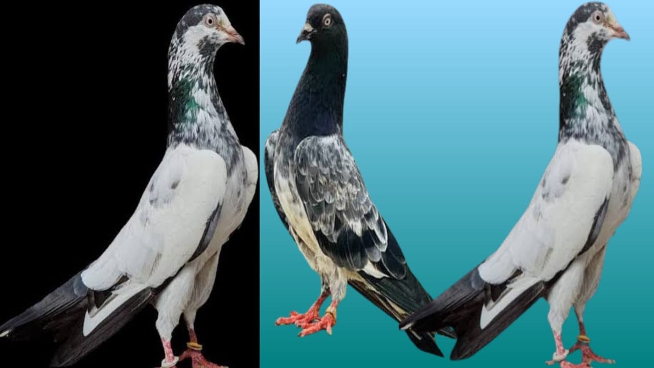 how to increase pigeon flying time