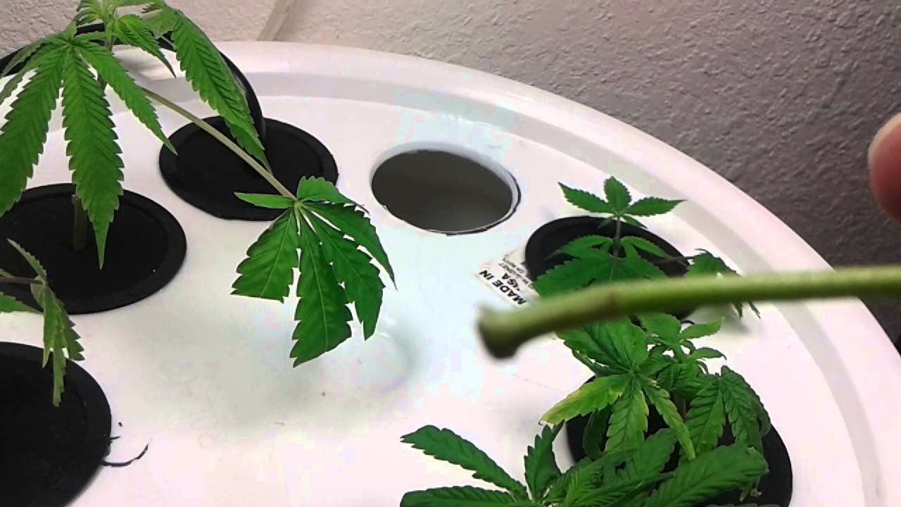 Sexing Marijuana plants by cuttings using a homemade cloning bucket