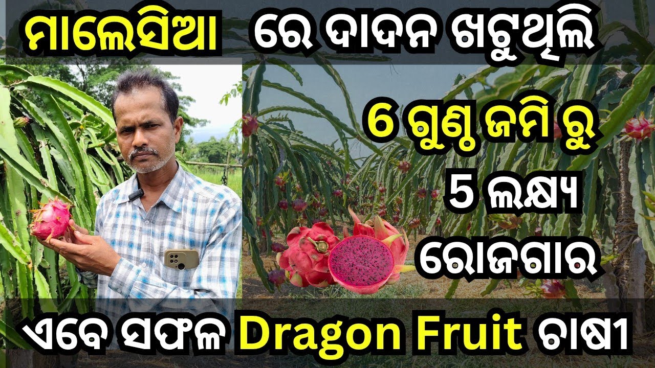 ମାଲେସିଆ ରୁ ଫେରି ନିଜ ଜମି ରେ Dragon Fruit କରି ବର୍ଷ କୁ 5 ଲକ୍ଷ ରୋଜଗାର| Successful Dragon Fruit farmer.