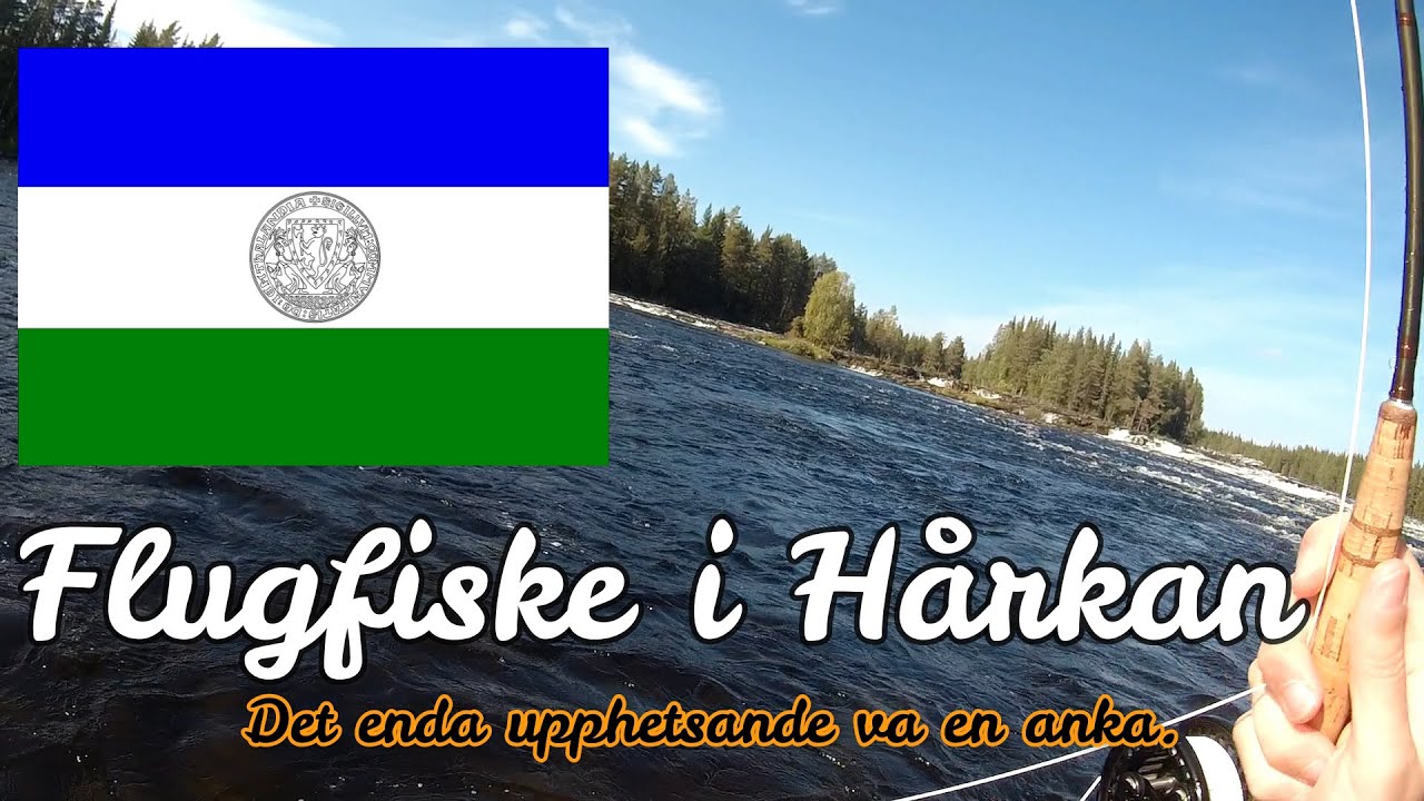 Flugfiske efter Harr i Hårkan (förmiddagen)