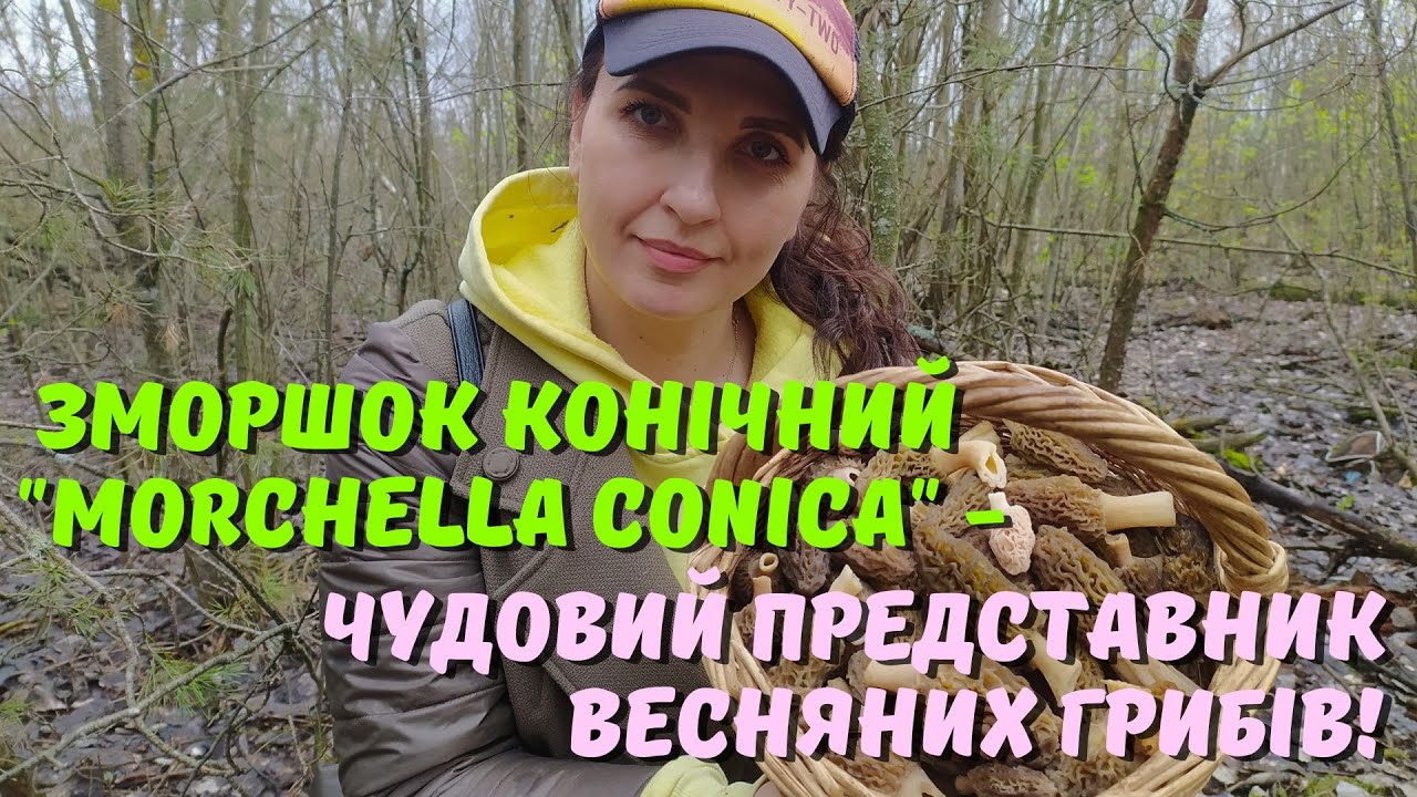 ЗМОРШКИ КОНІЧНІ (Morchella conica) у квітні. Весняний збір грибів у квітні. Де шукати гриб зморшок?