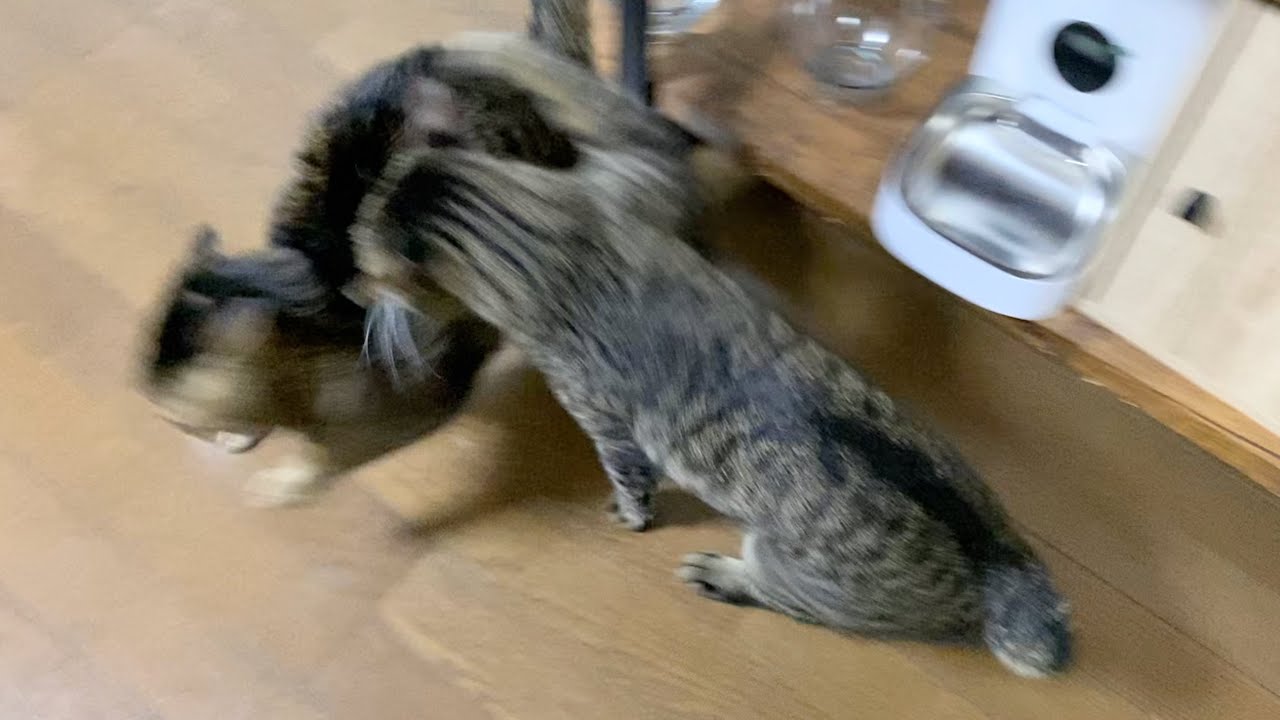 てんちゃんとふくちゃんが喧嘩しました...