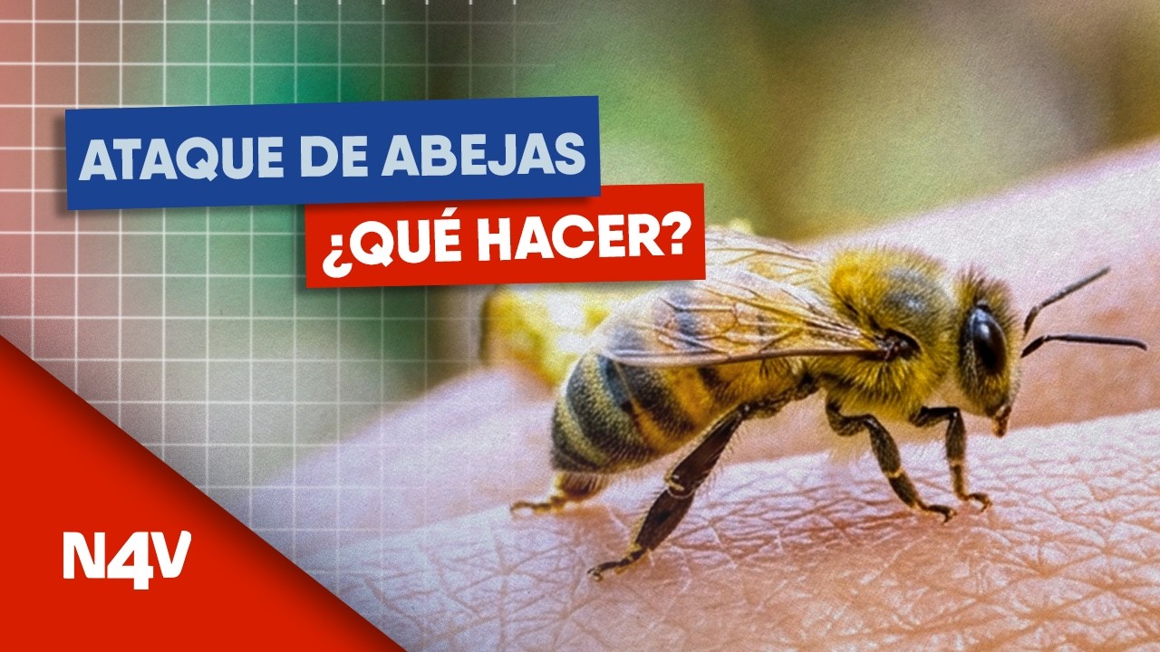 ¿Cómo actuar ante un ataque de abejas? | Noticias 4 Visión | El Salvador
