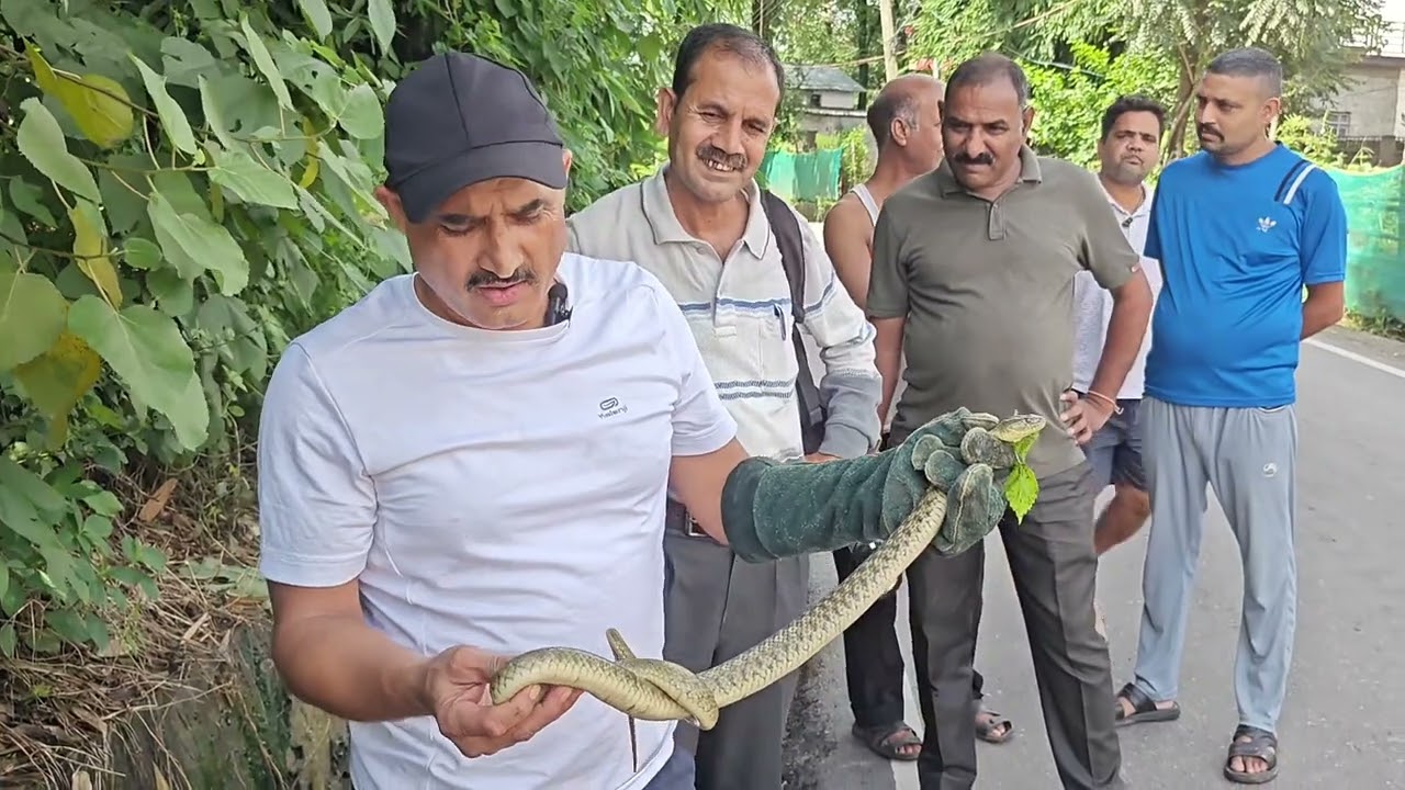 बहुत बड़ा checkerd keel back snake (डीना सर्प)