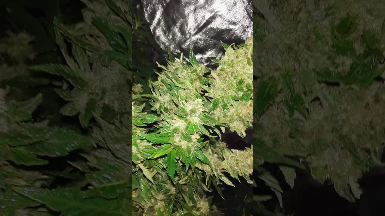 Cannabis Flowering how to. Trichromes Nutrients THC content medicinal