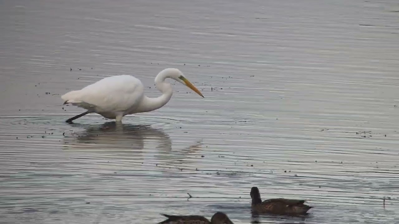 Great-white Egret, Winter's Pond, East Halton, UK, 27.09.25.