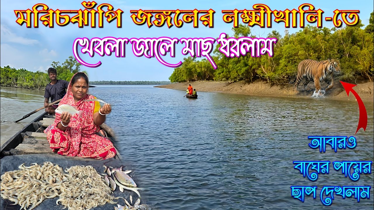 মরিচঝাঁপি জঙ্গলের লক্ষ্মীখালিতে খেবলা জাল বেয়ে চিংড়ি মাছ ধরলাম এবং আবারও বাঘের পায়ের ছাপ দেখলাম। 