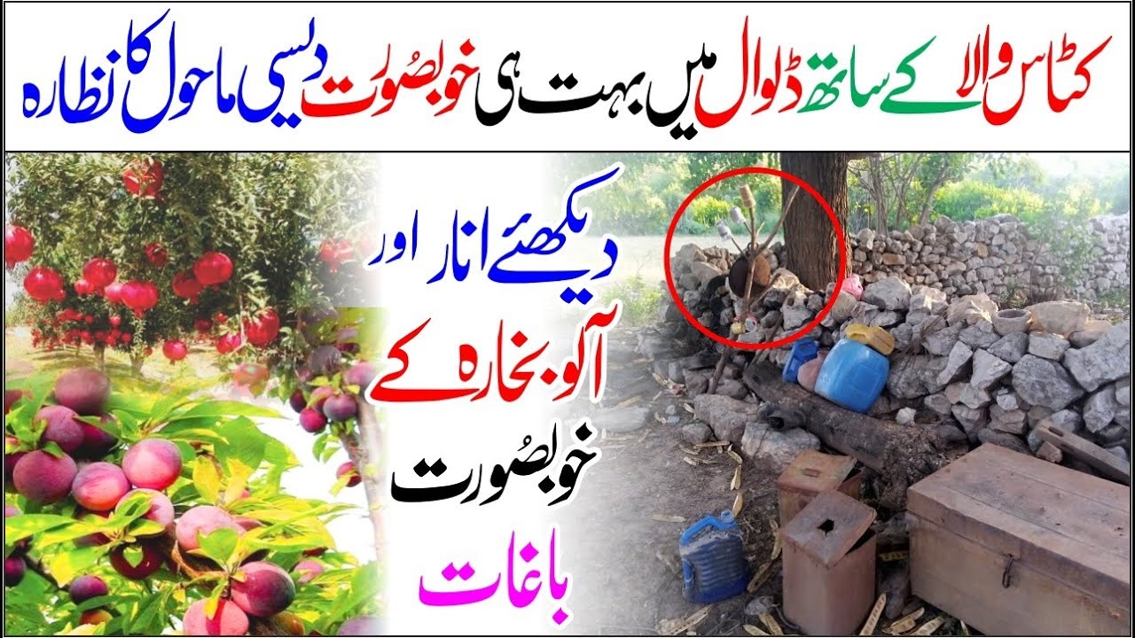 Dalwal Village Ka Desi Mahool - کٹاس والا کے ساتھ ڈلوال میں بہت ہی خوبصورت دیسی ماحول کا نظارہ