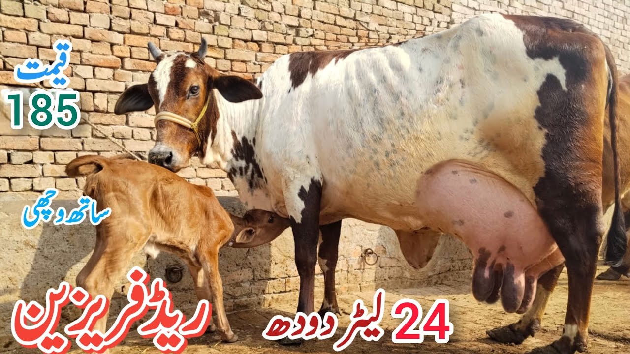 فریزین چولستانی تازہ سوئی خوبصورت گاۓ 24لیٹردودھ پاکستان اینڈ یوٹیوب 19/2/2026#03055692351 