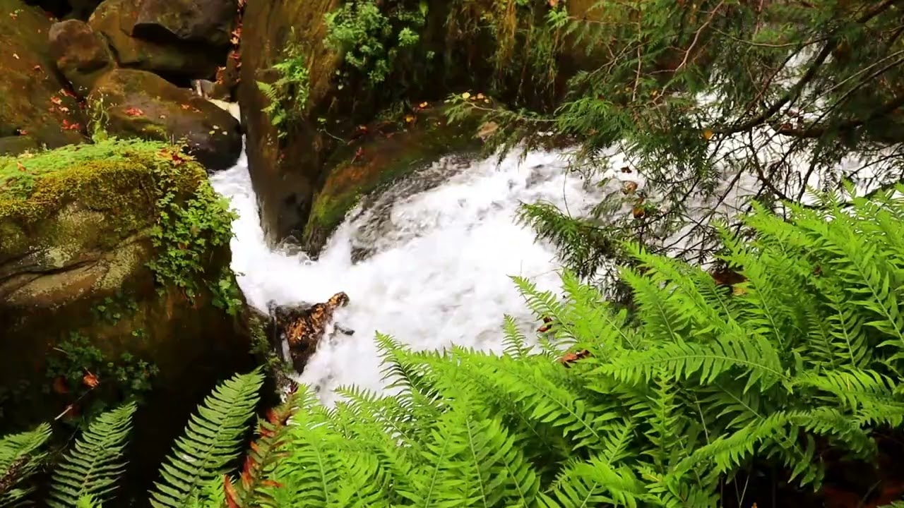 Waterfall Along The Rocks and Ferns Sound of Waterfall to Study Deep Sleep Relax Meditate Chill
