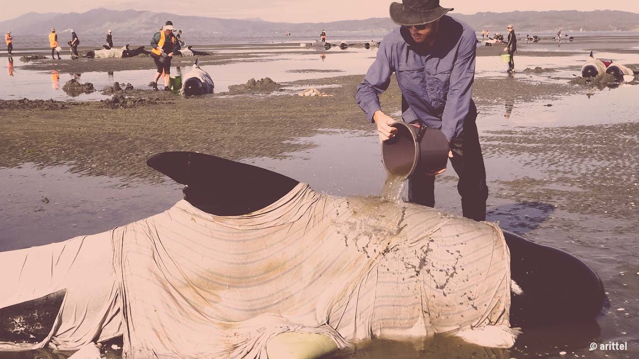 Beached Whales - Behind the News