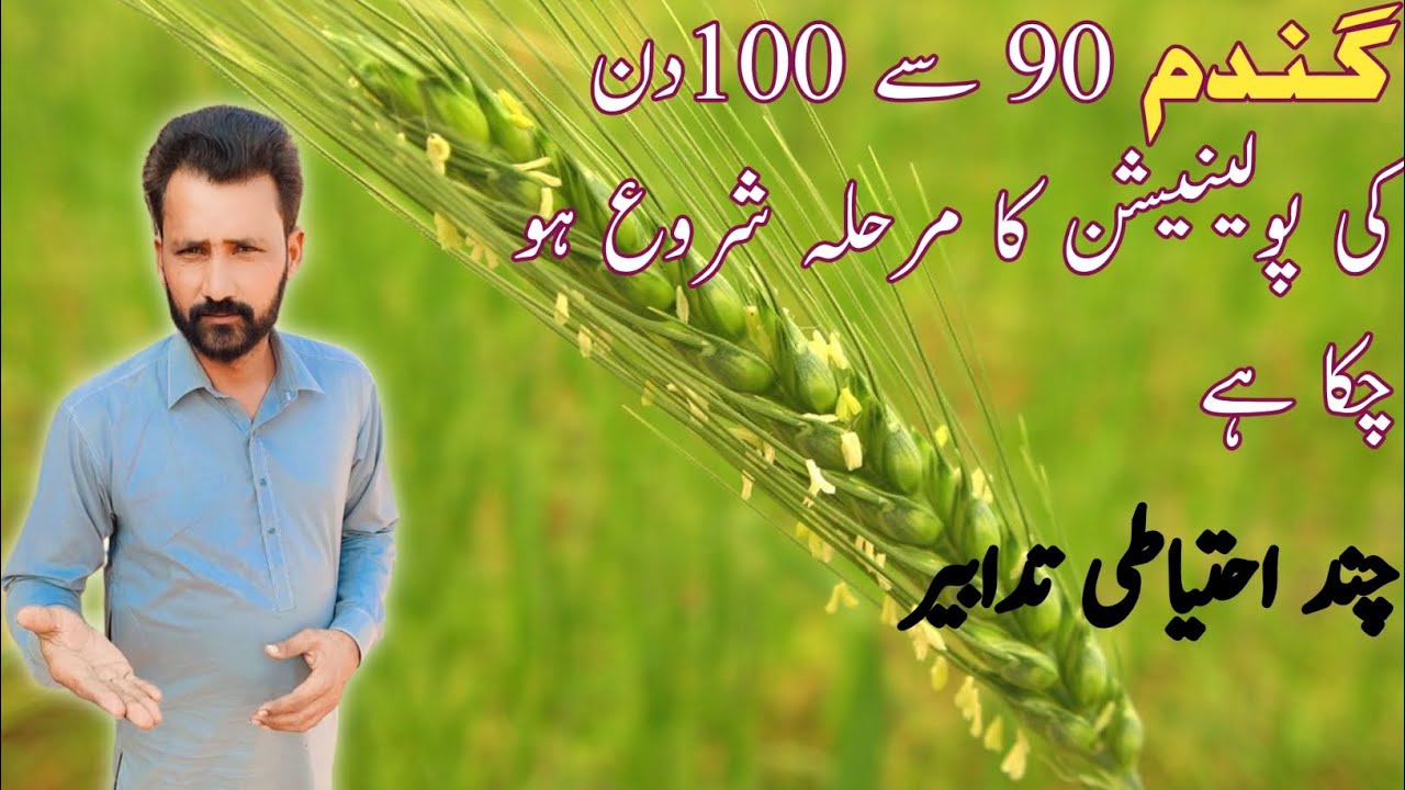 Wheat crop care at pollination stage | Wheat crop on flowering stage | Hussnain official 007