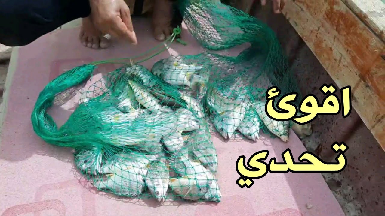 شاهداقوئ تحدي للعمالقه في صيد الشانك