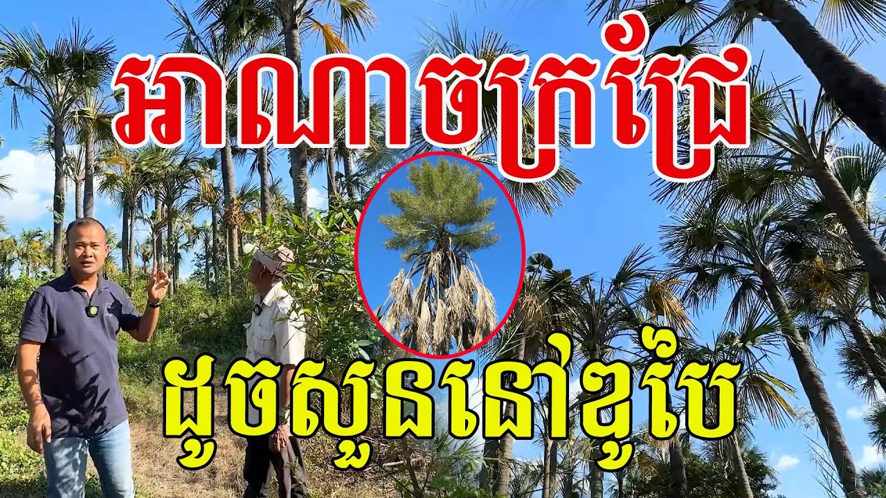 អាណាចក្រជ្រែ ដូចសួននៅឌូបៃ ប្រយោជន៍ច្រើនយ៉ាងណាស់