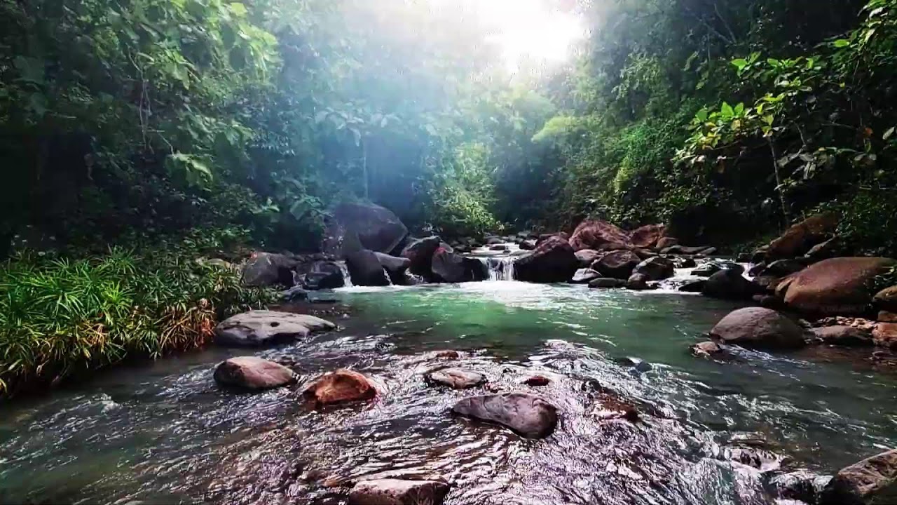 Soothing River & Bird Chirps ASMR - Natural Ambience for Sleeping, Study, and Calm Focus