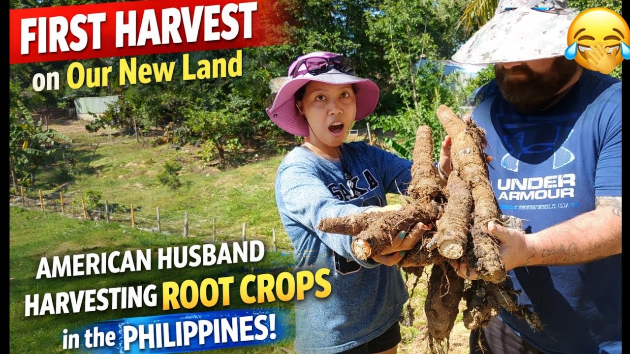 My American Husband's First Harvest on Our Land in the Philippines 🇺🇸🇵🇭 #AmericanFilipinaCouple 