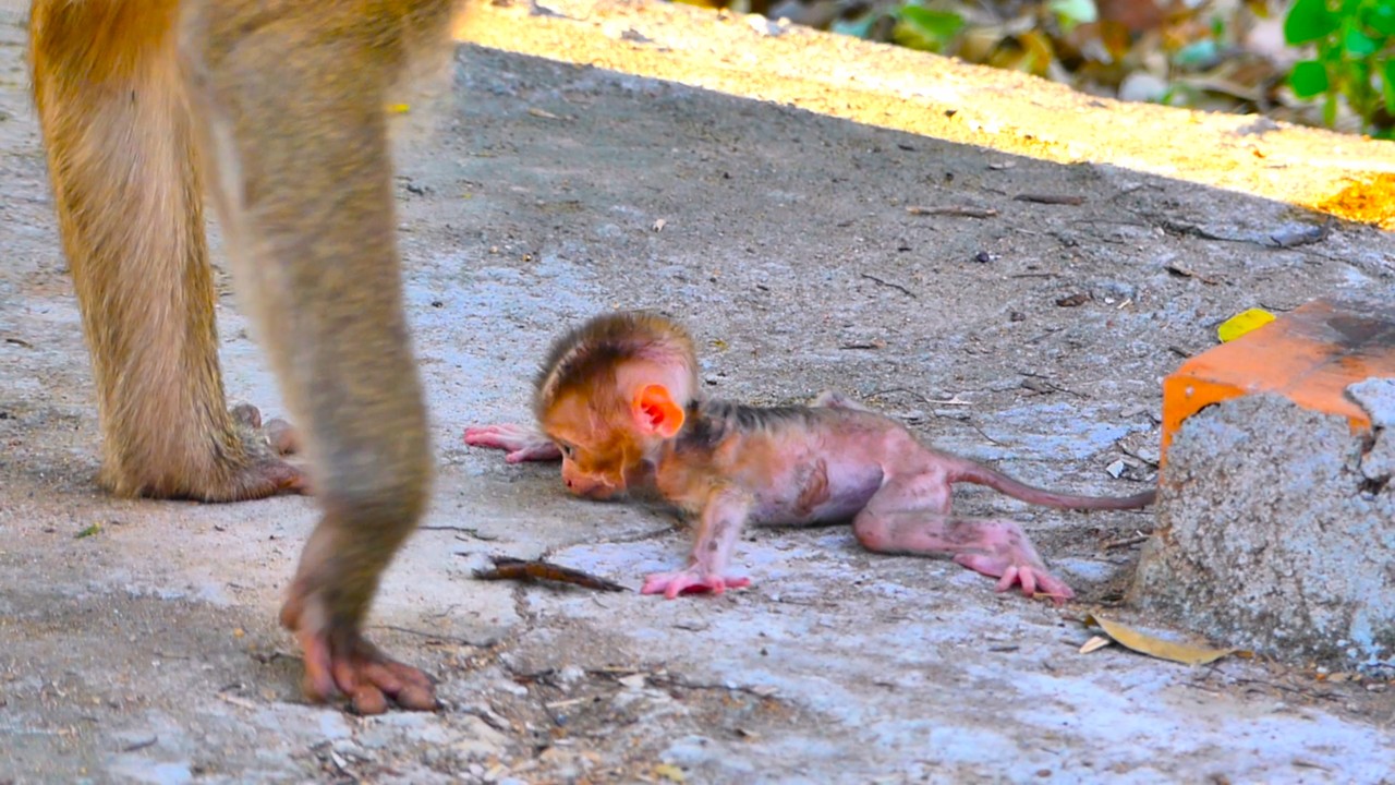 Finally! Baby Monkey Takes First Steps with Mom&rsquo;s Help 