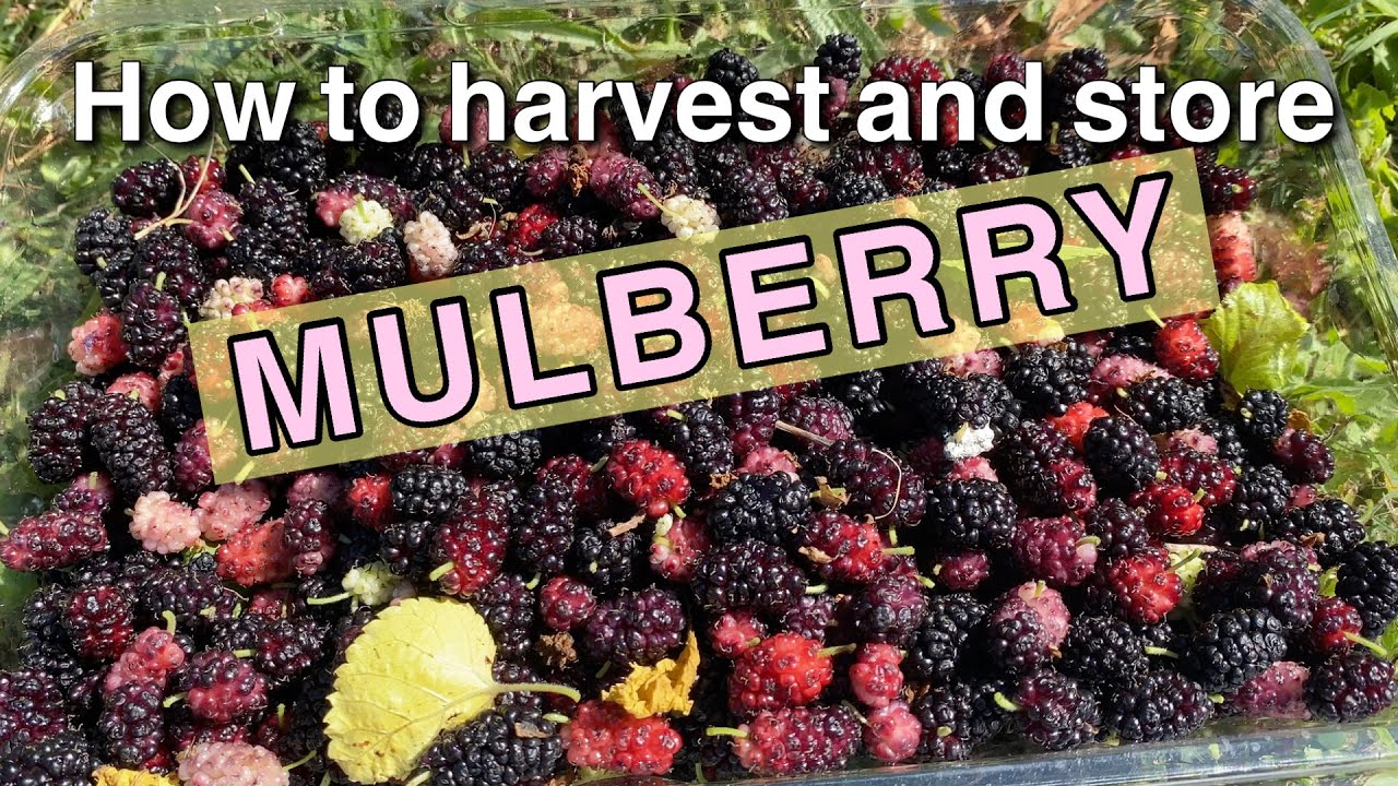 How to harvest and store mulberry - mulberry tree - mulberries