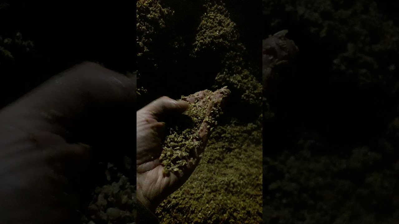 Пивная дробина
